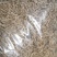 自己种植北花一号金银花量大质优价格优惠欢迎各大老板采购