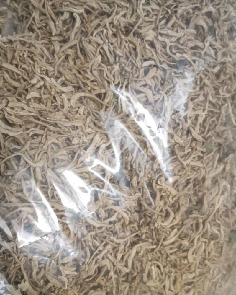 自己种植北花一号金银花量大质优价格优惠欢迎各大老板采购