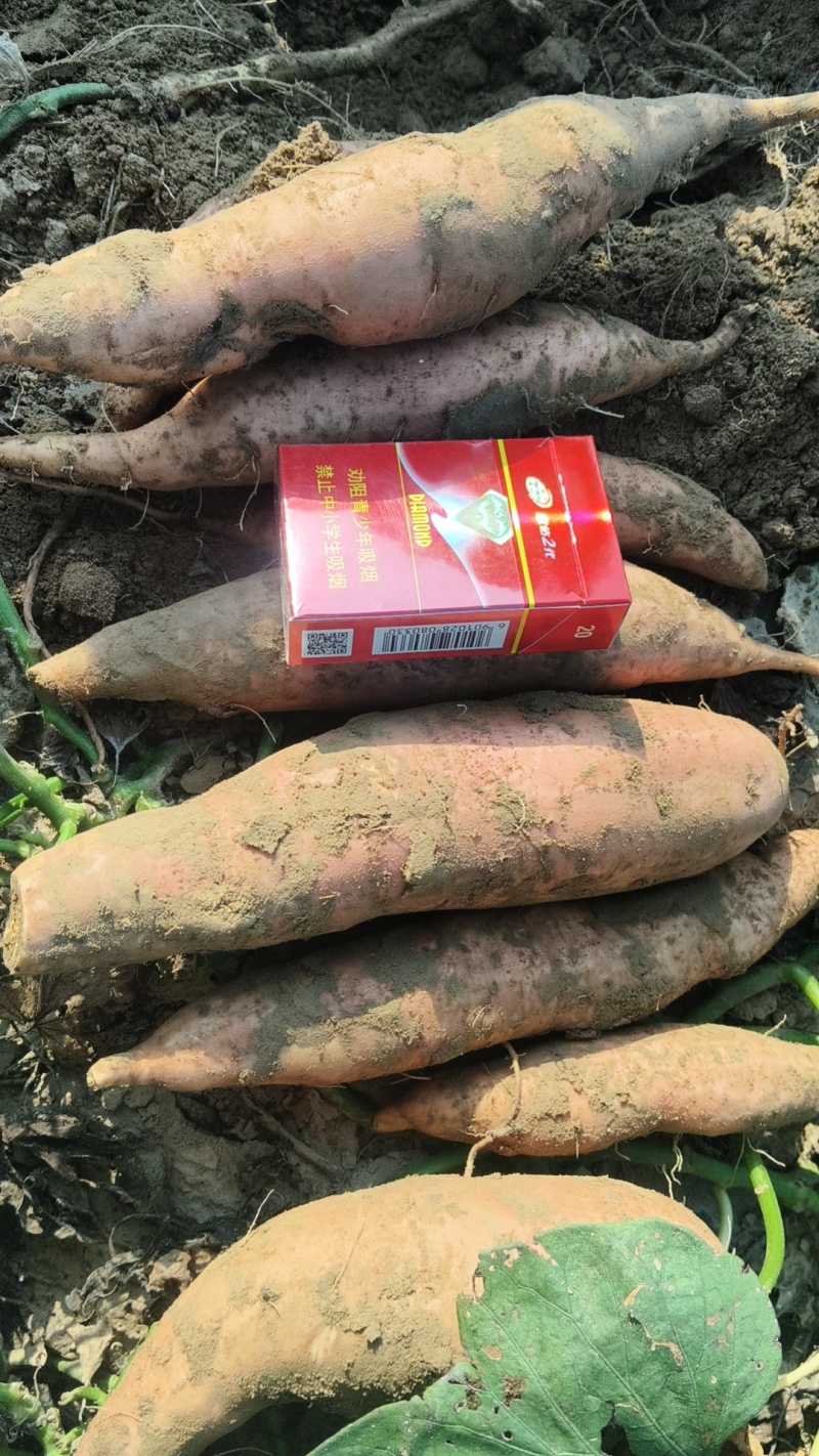 西瓜红薯，烟薯25，济薯26