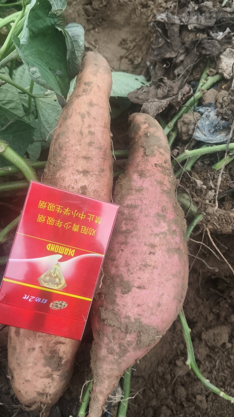 西瓜红薯，烟薯25，济薯26