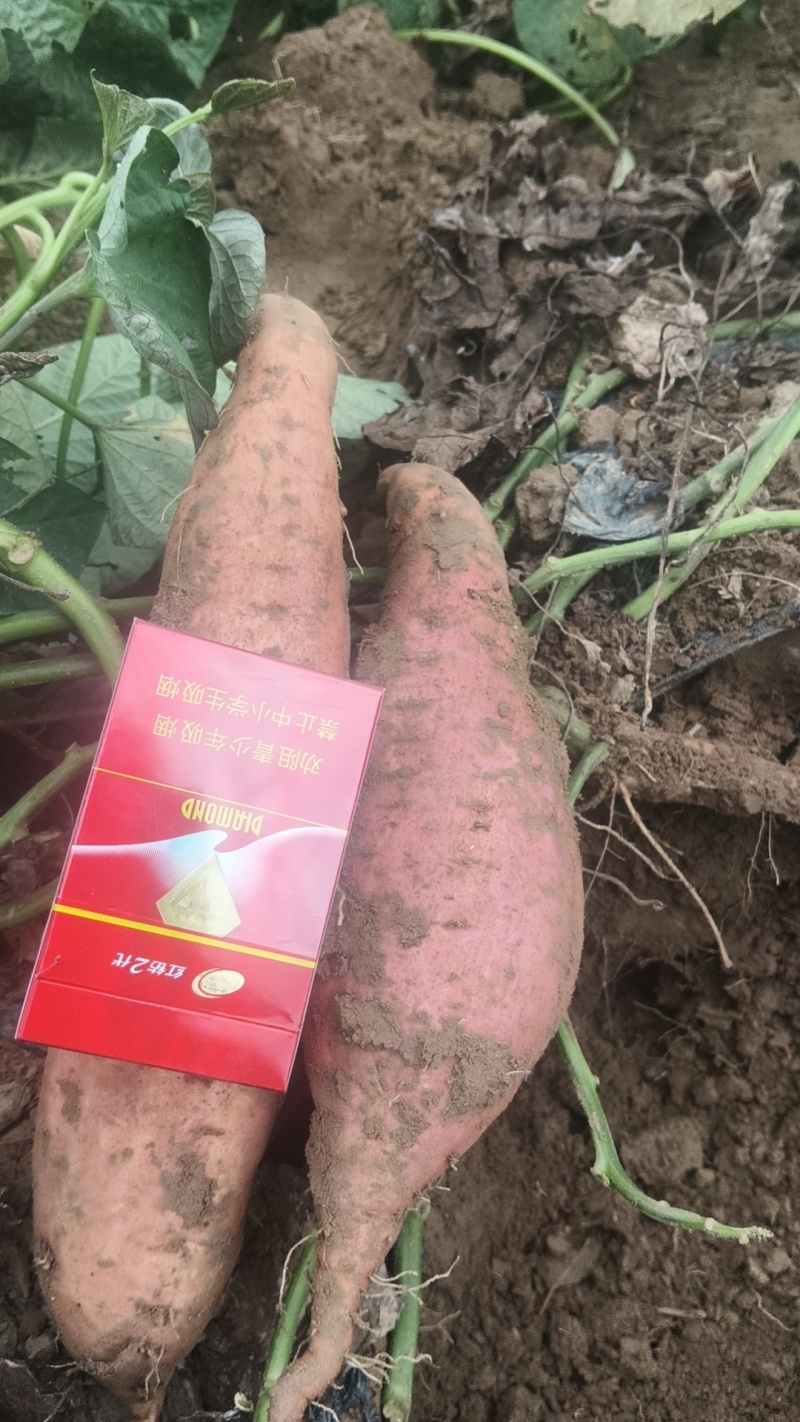 西瓜红薯，烟薯25，济薯26