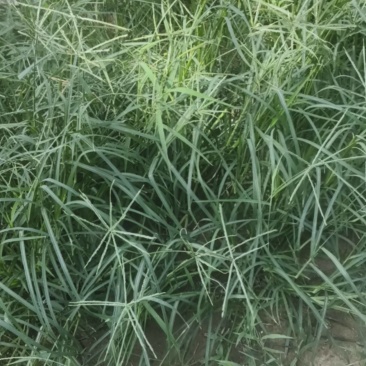 牛筋草