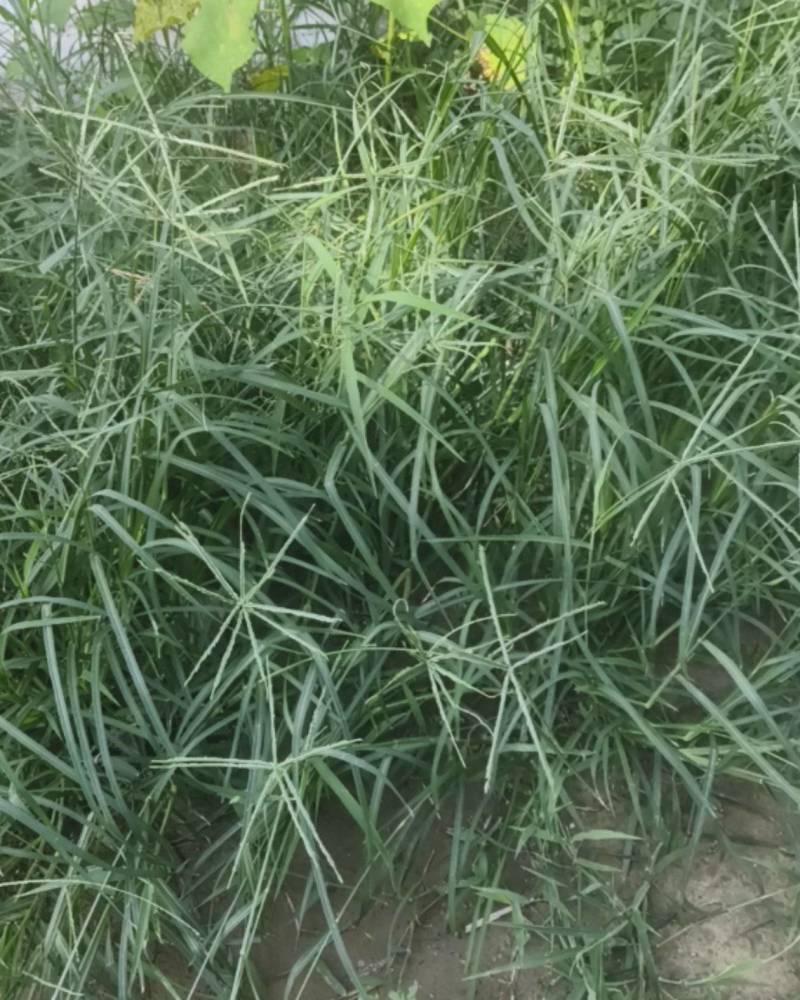 牛筋草