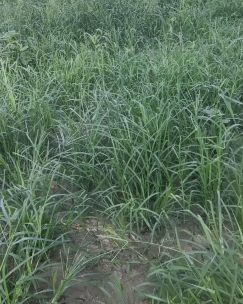 牛筋草