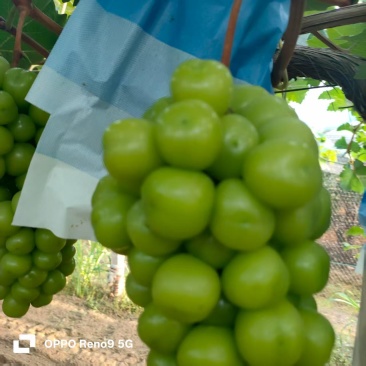 阳光玫瑰，一斤起步，颗粒饱满，无锡拉窜，平均每窜在2斤左右