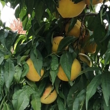 锦绣黄桃
