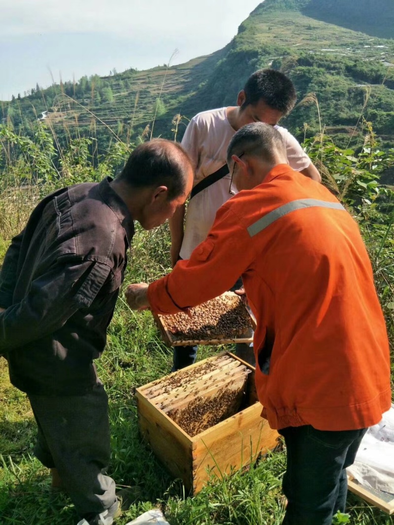 贵州山区纯正中蜂蜜