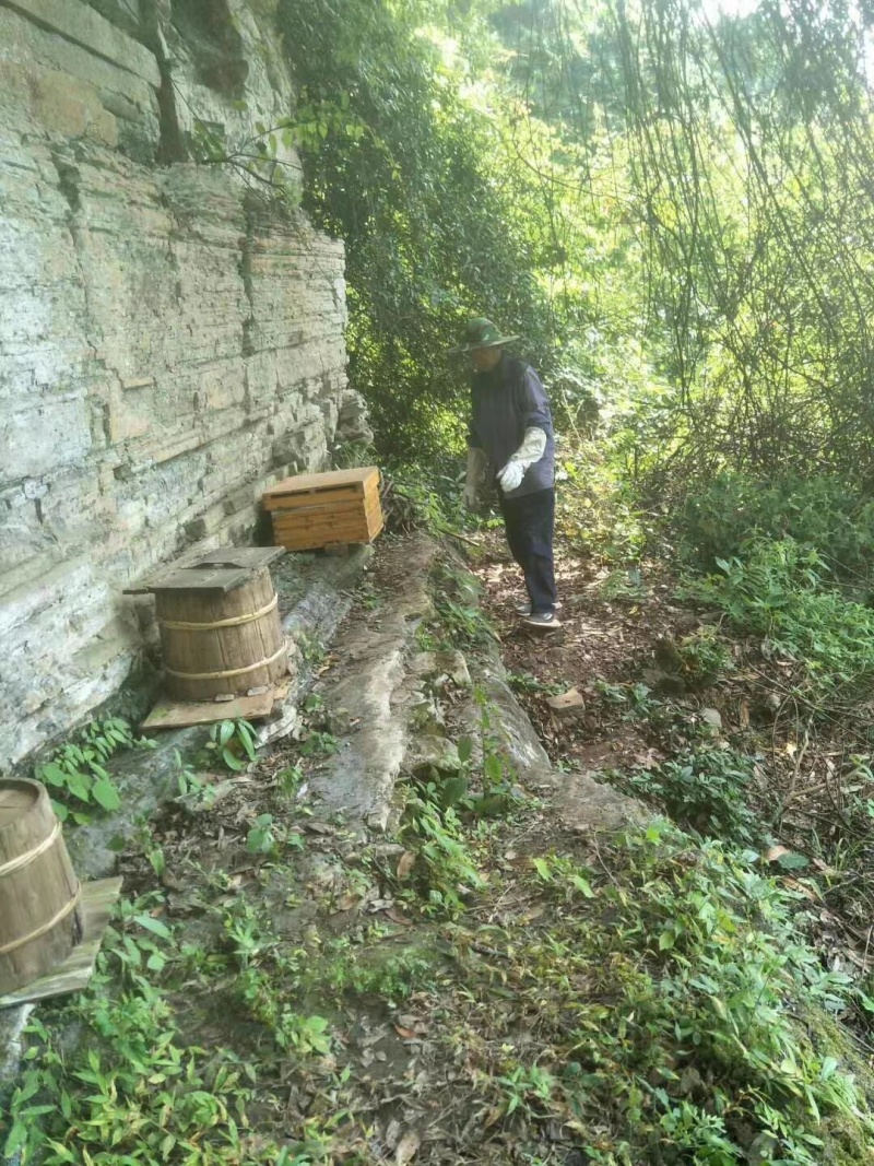 贵州山区纯正中蜂蜜
