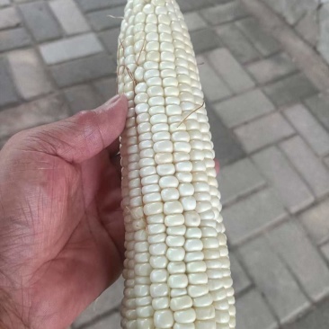 玉米