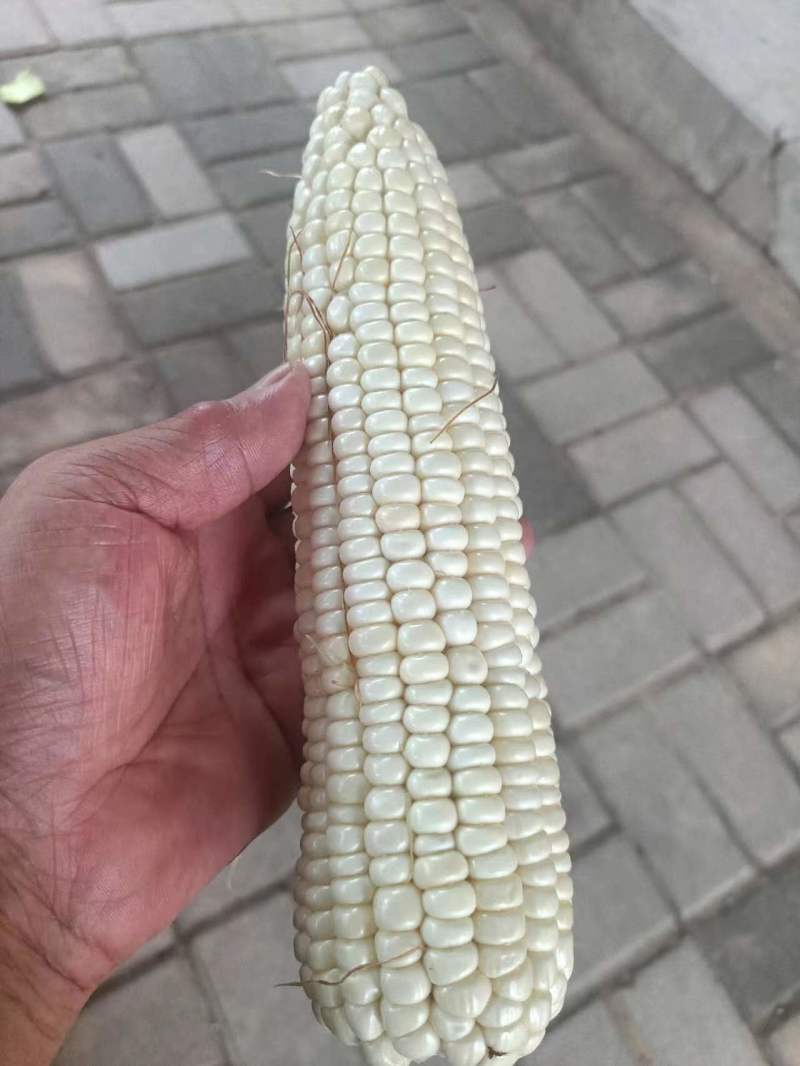 玉米