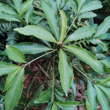 中草药