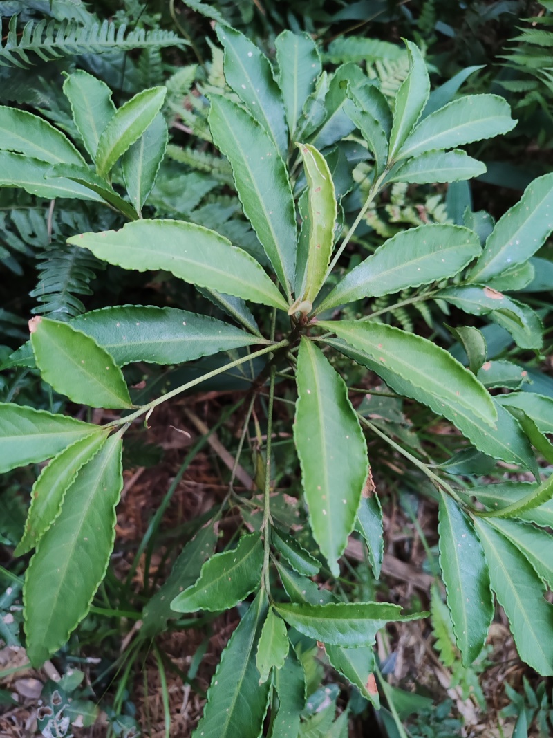 中草药