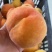 黄金蜜