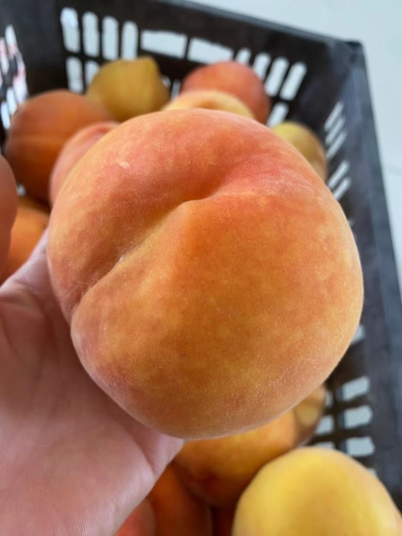 黄金蜜