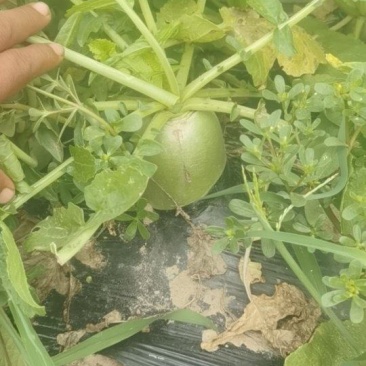 宝玉青罗卜和红心罗卜