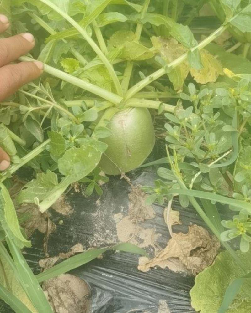 宝玉青罗卜和红心罗卜