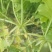 宝玉青罗卜和红心罗卜