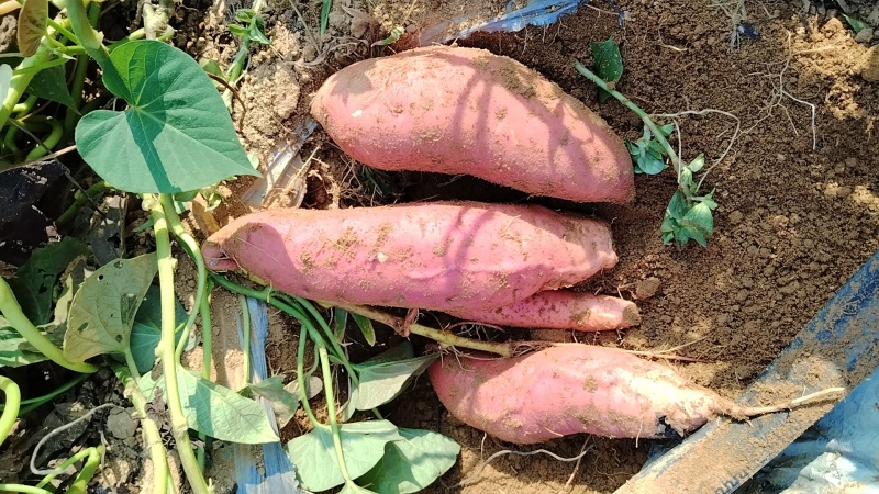 烟薯，济薯26