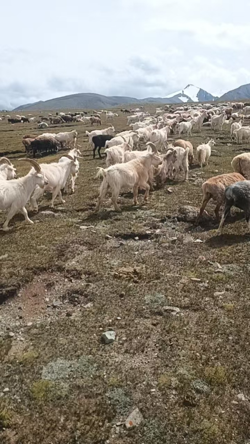 新疆哈密绒山羊