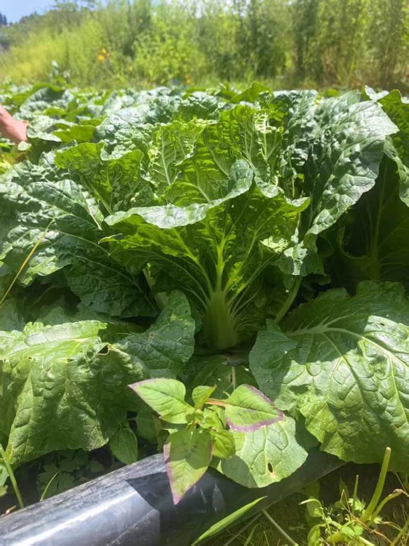 的高117山地大白菜