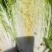 的高117山地大白菜