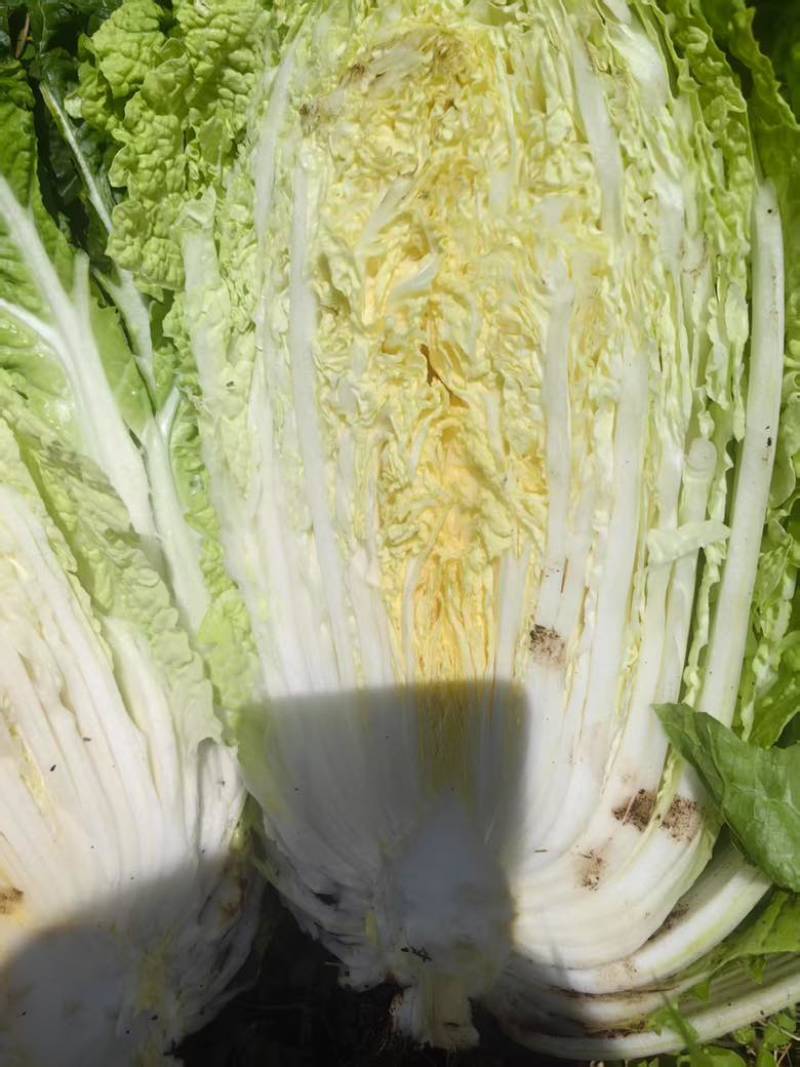 的高117山地大白菜
