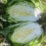 的高117山地大白菜