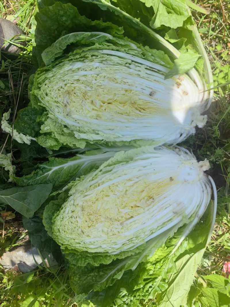 的高117山地大白菜