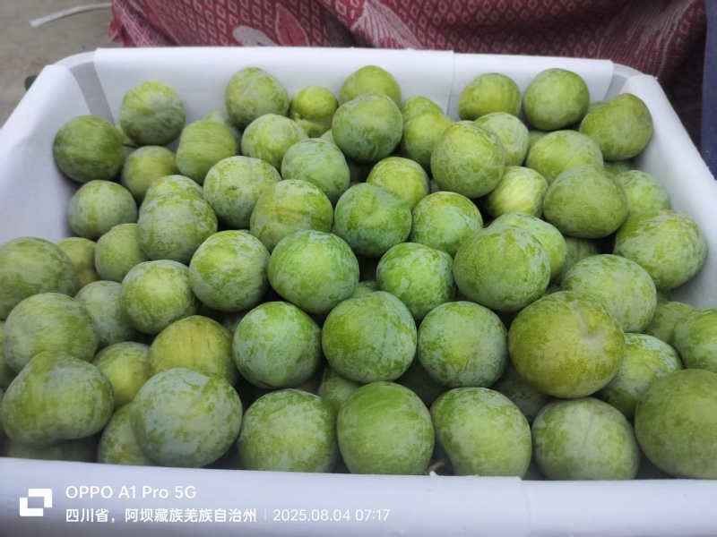 清脆李有需要的老板可以联系我