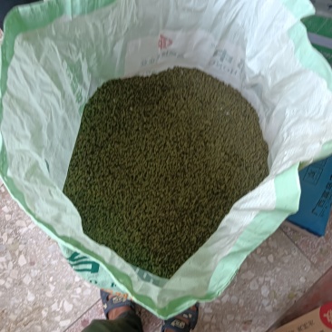 广西吴茱萸