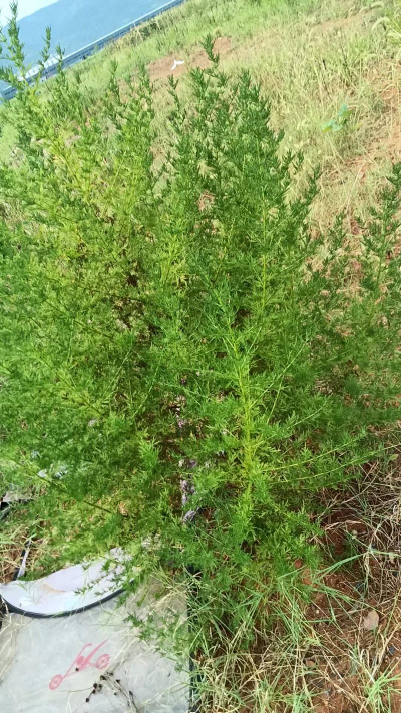 湖北省青蒿