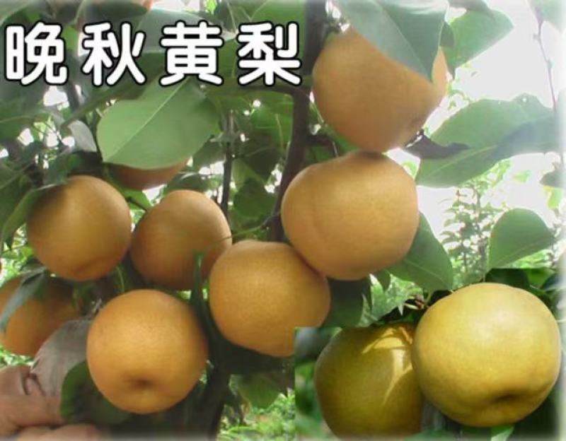 晚秋黄梨，秋月梨