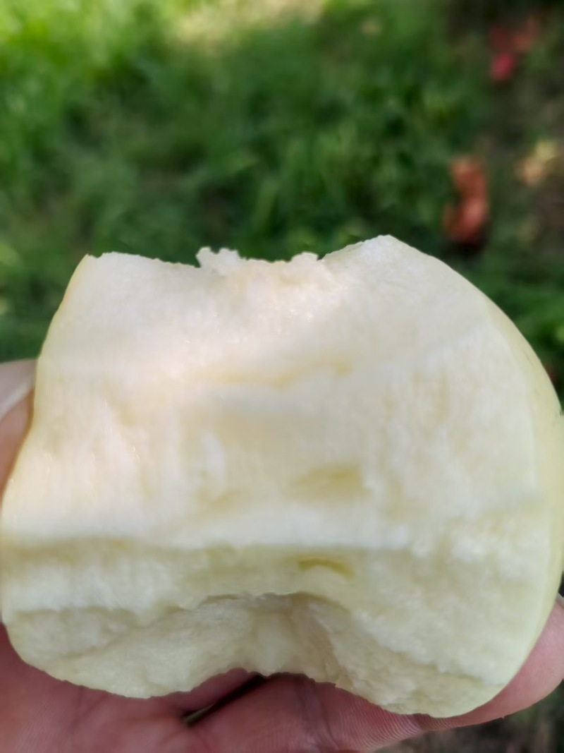 嘎拉苹果，套纸袋不解袋，果面光滑，黄色未上色。