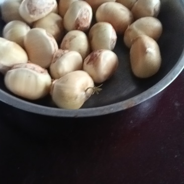板栗