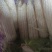 粘玉米花诺
