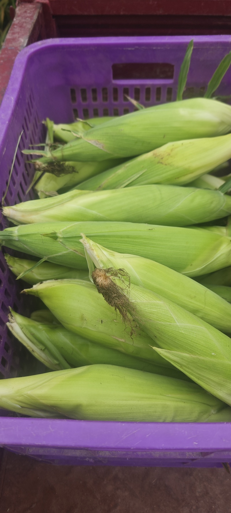 粘玉米花诺