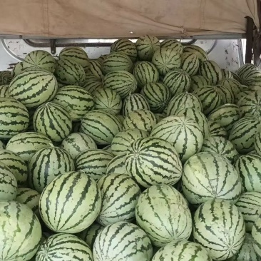 阿拉善左旗查罕滩西瓜