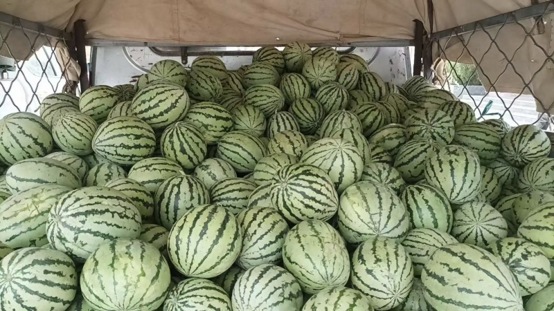 阿拉善左旗查罕滩西瓜