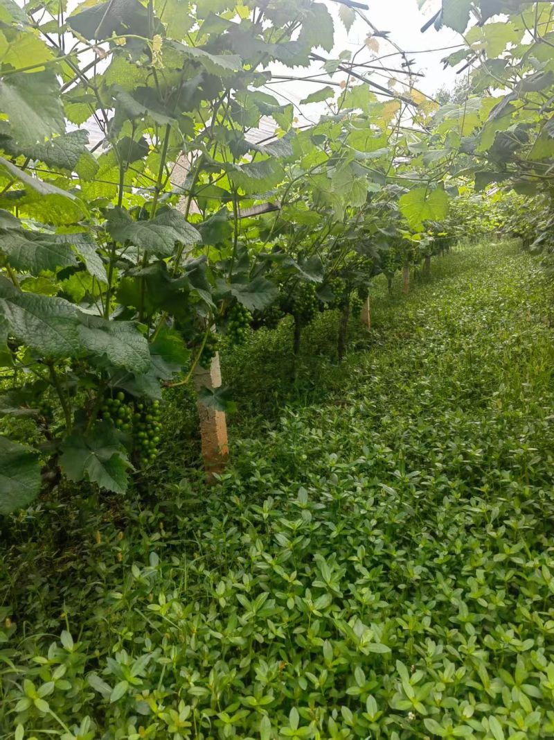 阳光玫瑰