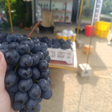 贵州高山紫王水晶葡萄1分钱1分货欢迎各位老板来地里考察