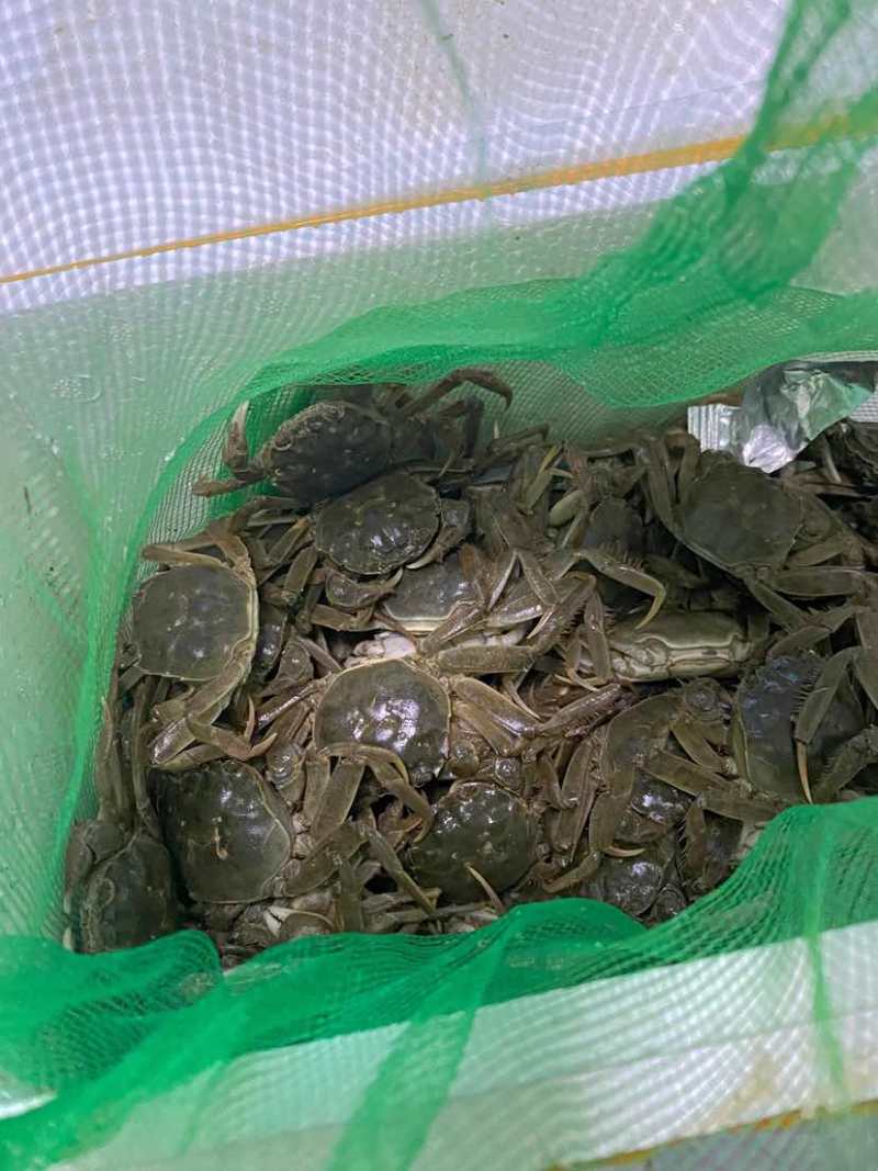 正宗盘锦河蟹，只只保活肥美可口！招代理或者一件代发，整车供应
