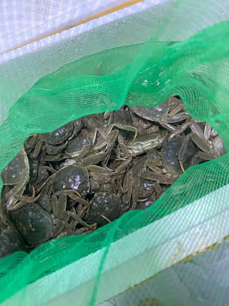 正宗盘锦河蟹，只只保活肥美可口！招代理或者一件代发，整车供应