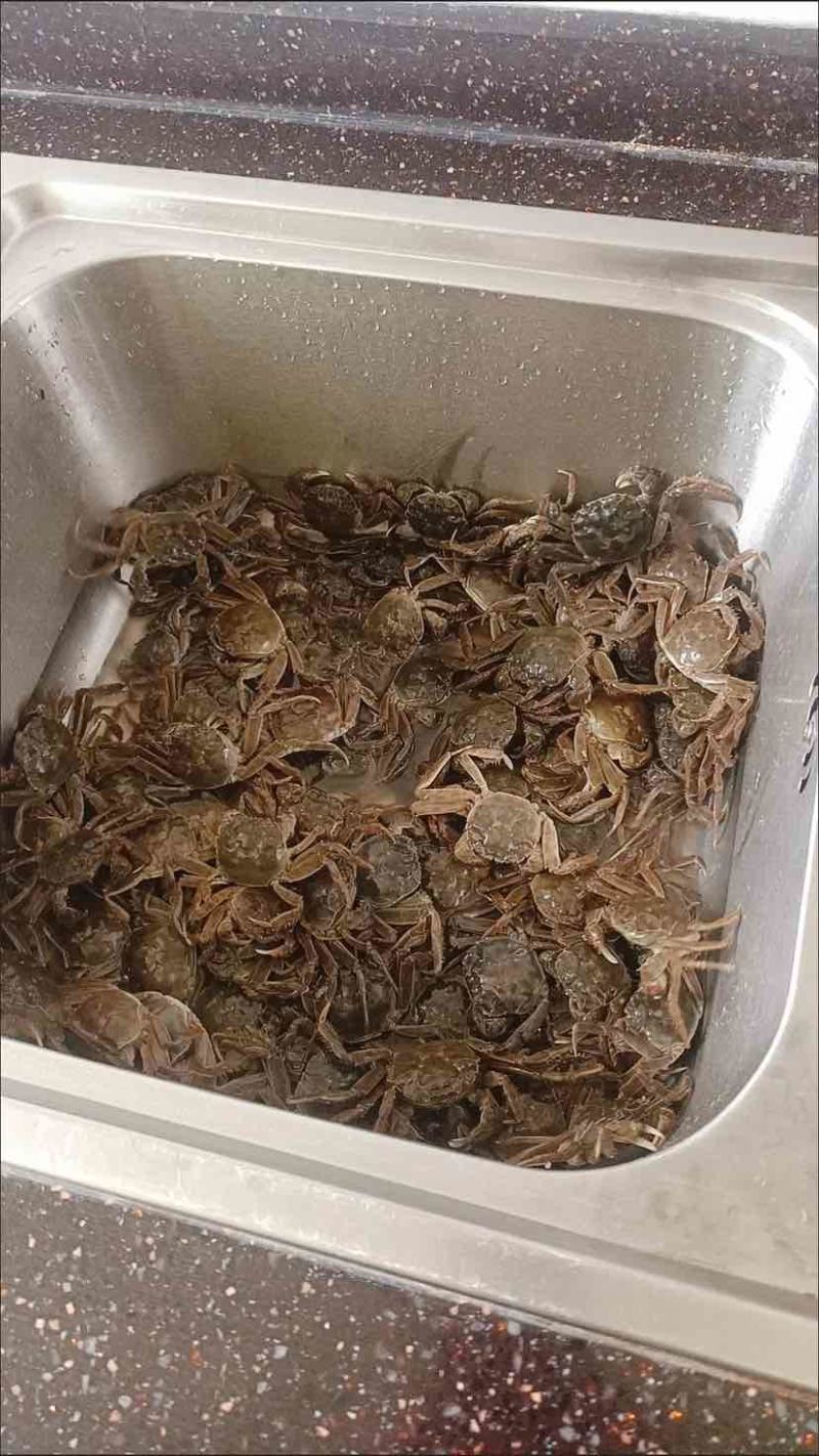 正宗盘锦河蟹，只只保活肥美可口！招代理或者一件代发，整车供应
