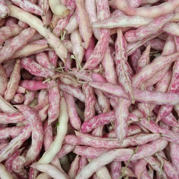 东北黄金沟豆角