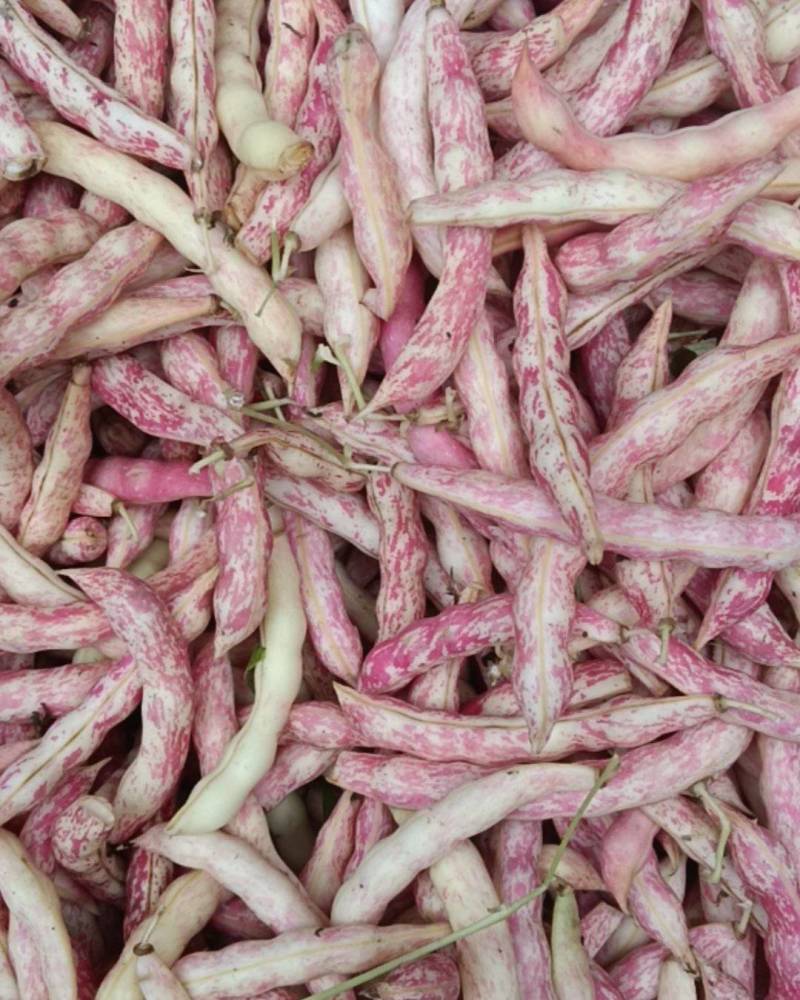 东北黄金沟豆角