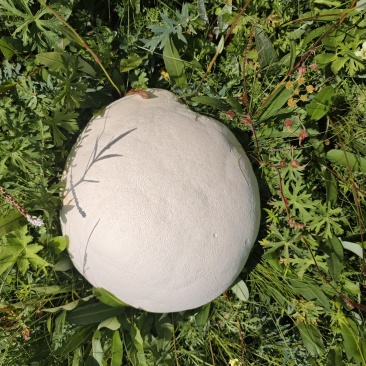 马皮泡，马勃