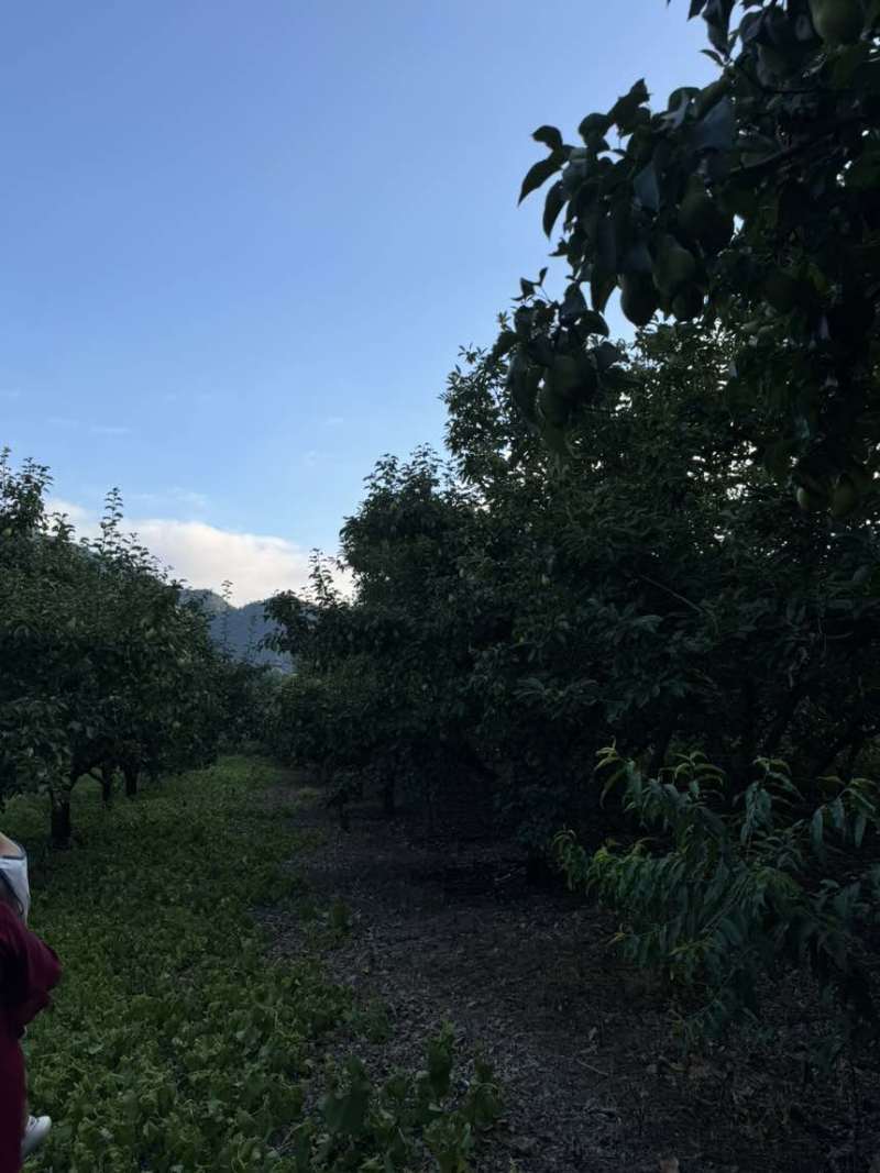 贵妃梨