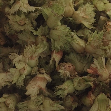青皮大榛子，平欧，玉坠