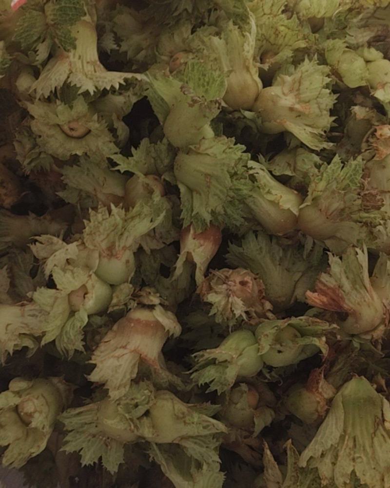 青皮大榛子，平欧，玉坠