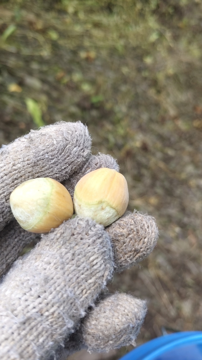 青皮大榛子，平欧，玉坠